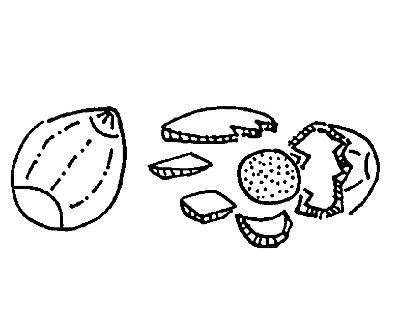 Piktogramm Nüsse